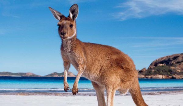 Kangaroo