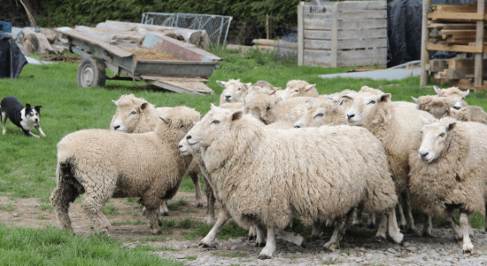 Agriculture in NZ